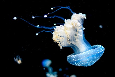 白色和蓝色的水母在水下游泳